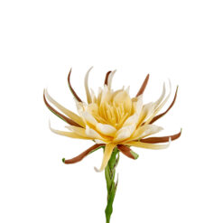 Fleurs artificielles - Queen of the night