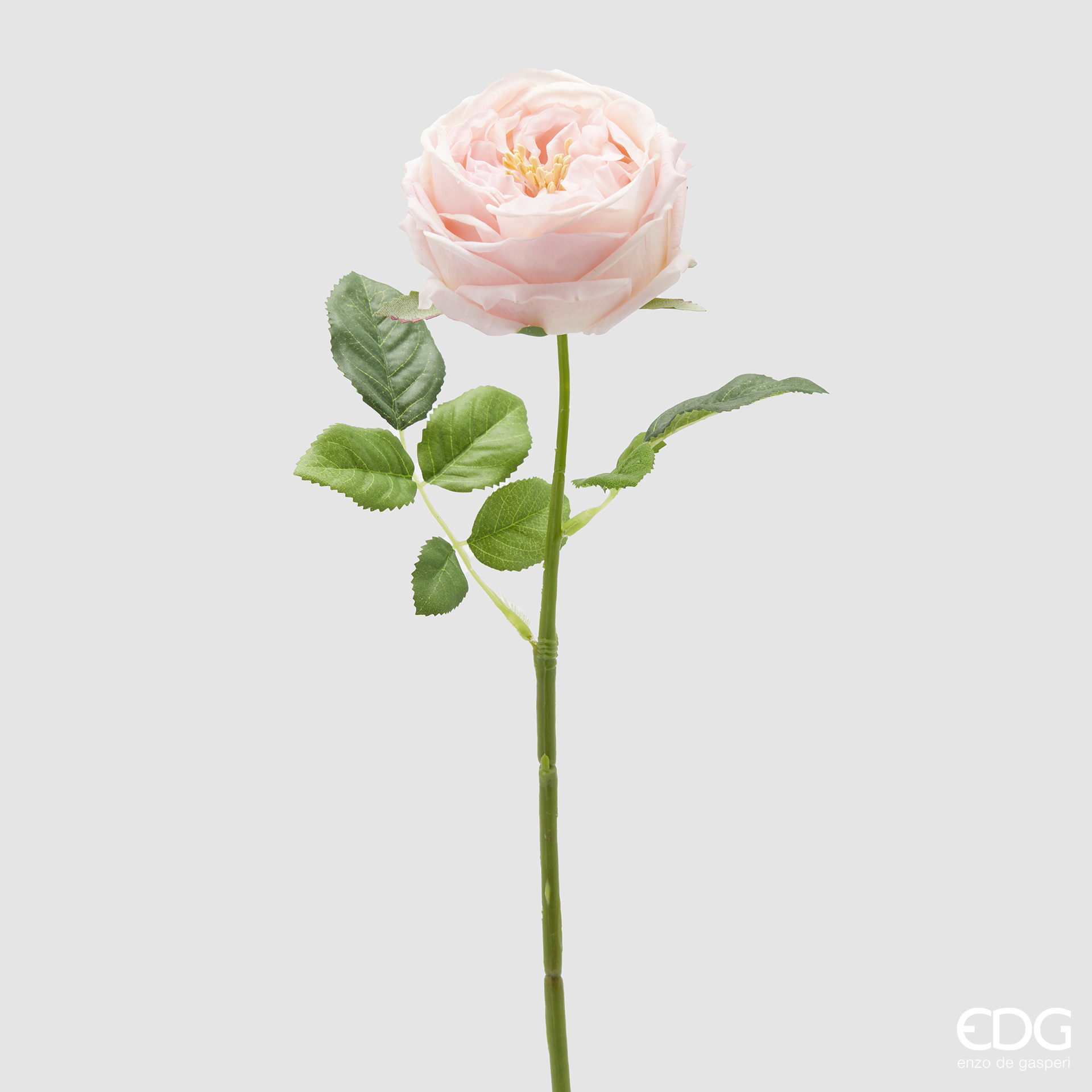 Branche de rose – Image 5