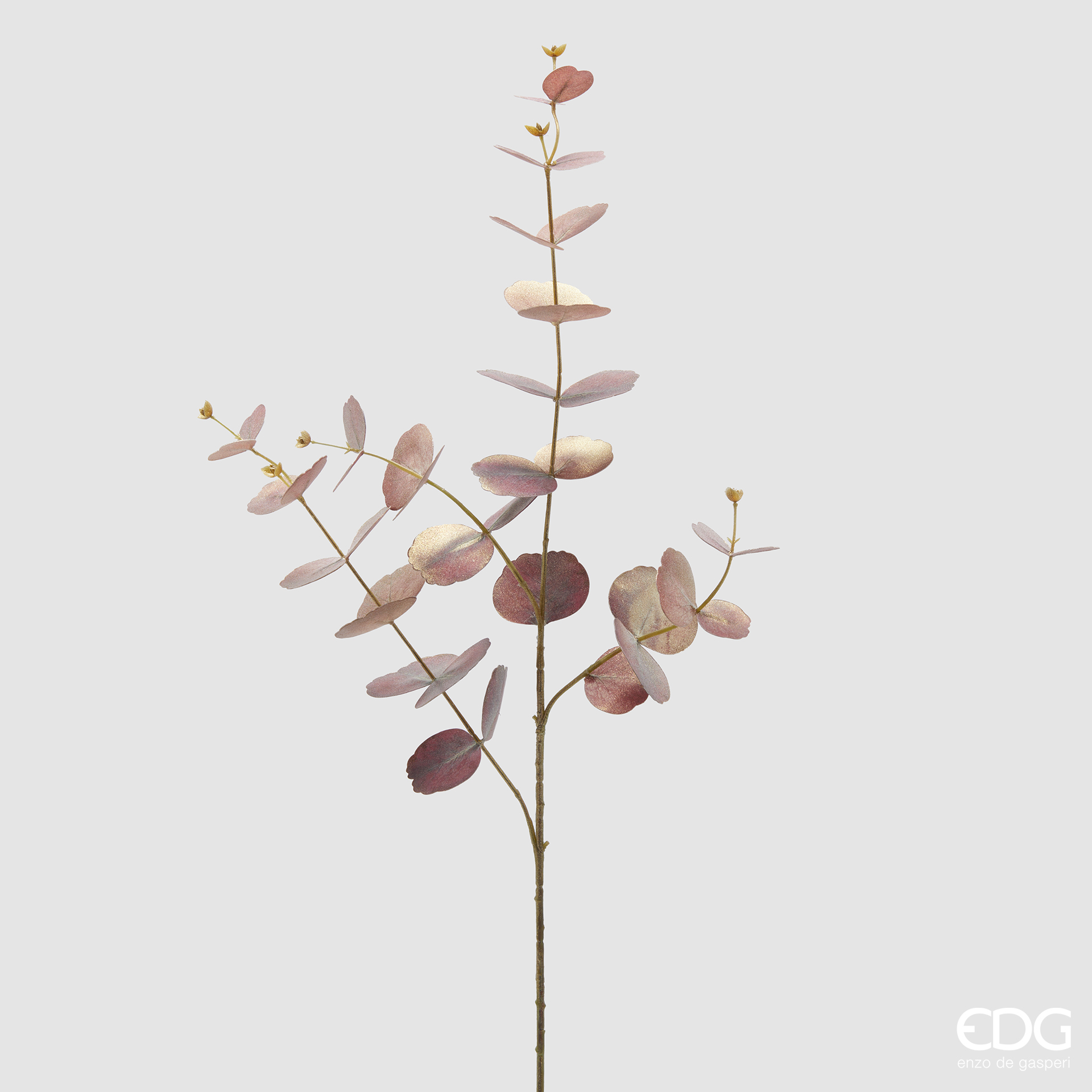 Branche d'eucalyptus – Image 2